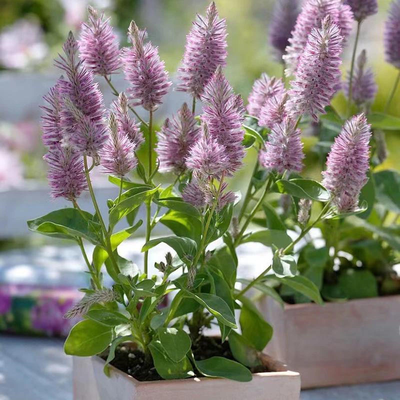 【澳洲狐尾】进口盆栽带花发货幼兽耐寒多年生盆栽地栽阳台庭院植物