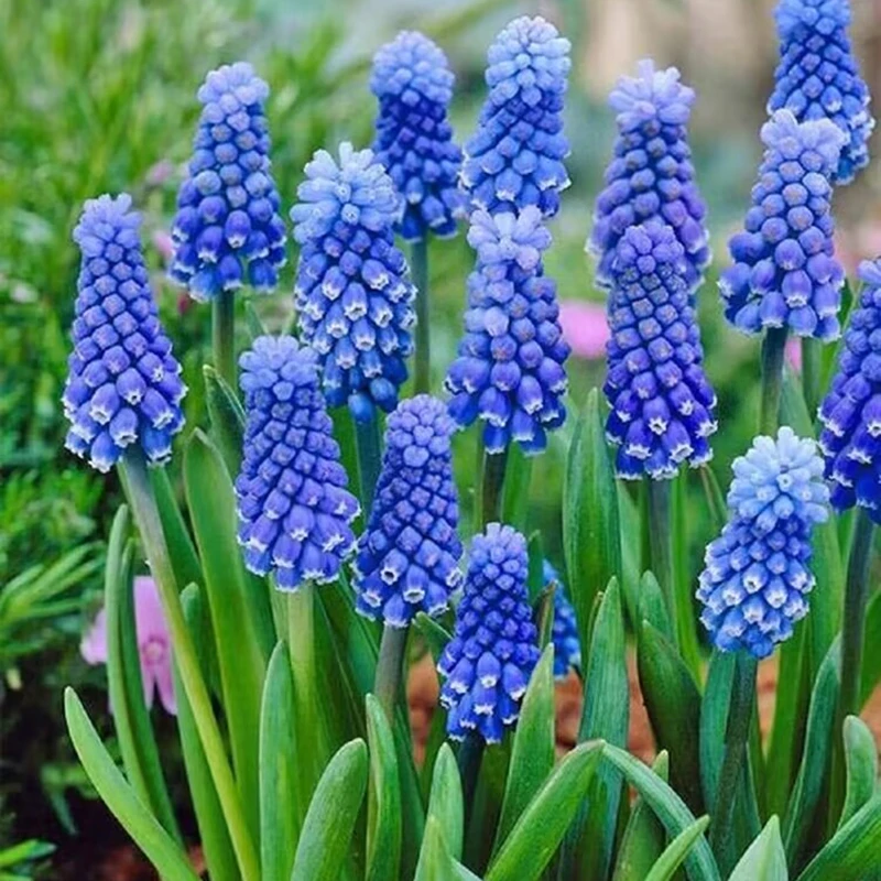 【葡萄风信子】盆栽阳台观赏绿植秋季种植进口球根植物