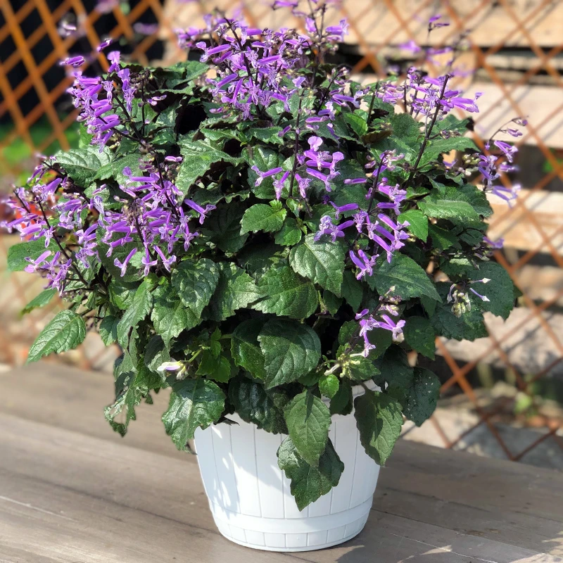 【特丽莎香茶菜】梦幻薰衣草耐阴好养爆花吸毒草室内阳台净化空气