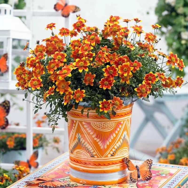 【金悠菊】盆栽鬼针草带花苞阳台庭院花园植物四季开耐热绿植花卉