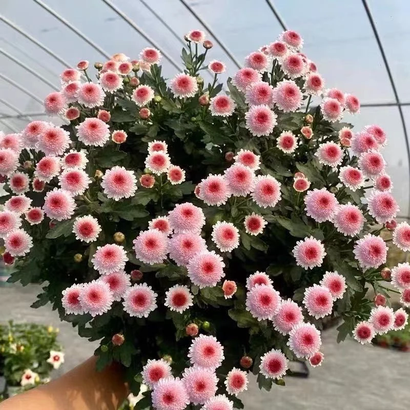 【珠玉之卵】银色光辉重瓣菊矮生盆栽球菊阳台庭院花卉植物