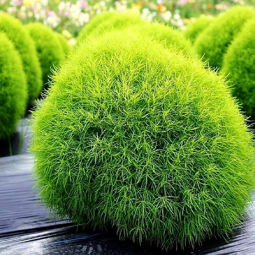 孔雀松盆栽成品大苗地肤草花卉绿植庭院阳台花镜造景观叶植物