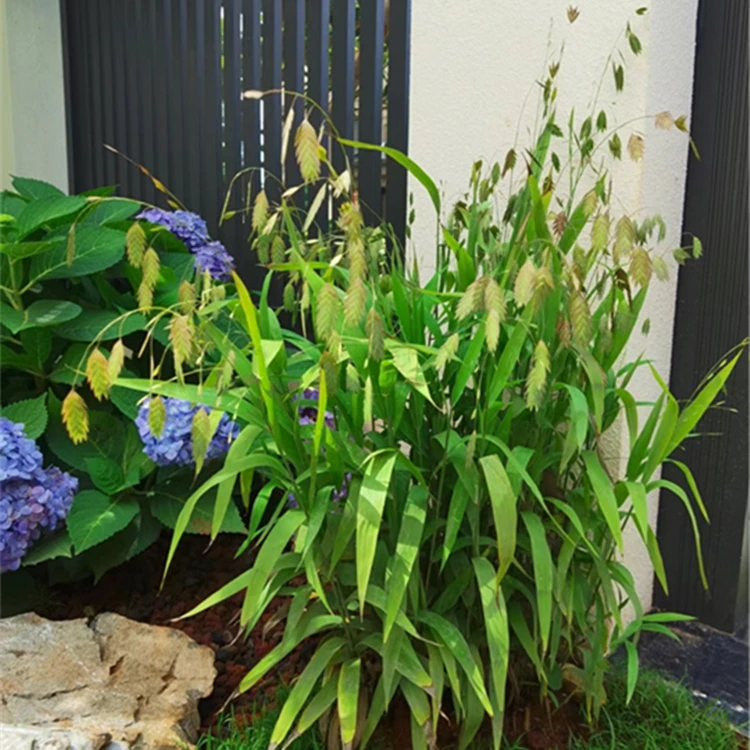 【小盼草】盆栽 灵动高级 庭院花镜搭配植物 多年生宿根 耐热耐寒