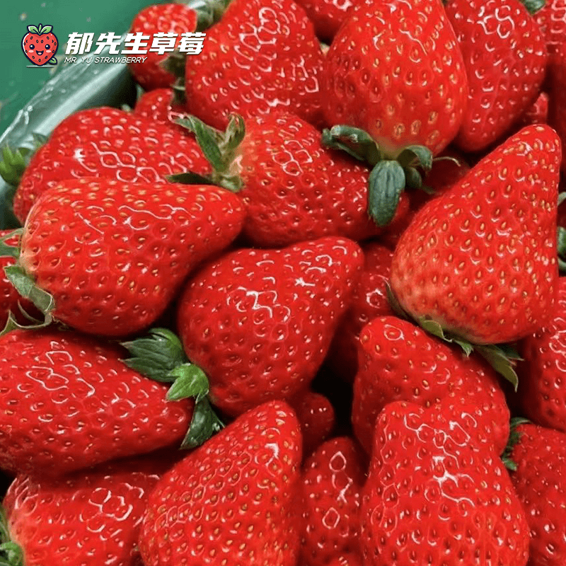 郁先生草莓苗【宁玉草莓 】原盆原土盆栽食用秋季新苗