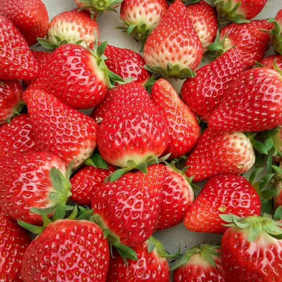 红颜越秀草莓苗盆栽红颜原盆原土丹东99食用带盆家庭阳台春季