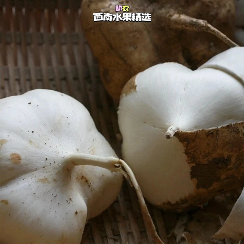 凉薯新鲜现挖农家头茬四川特产新鲜白地瓜当季水果饱满原产南方