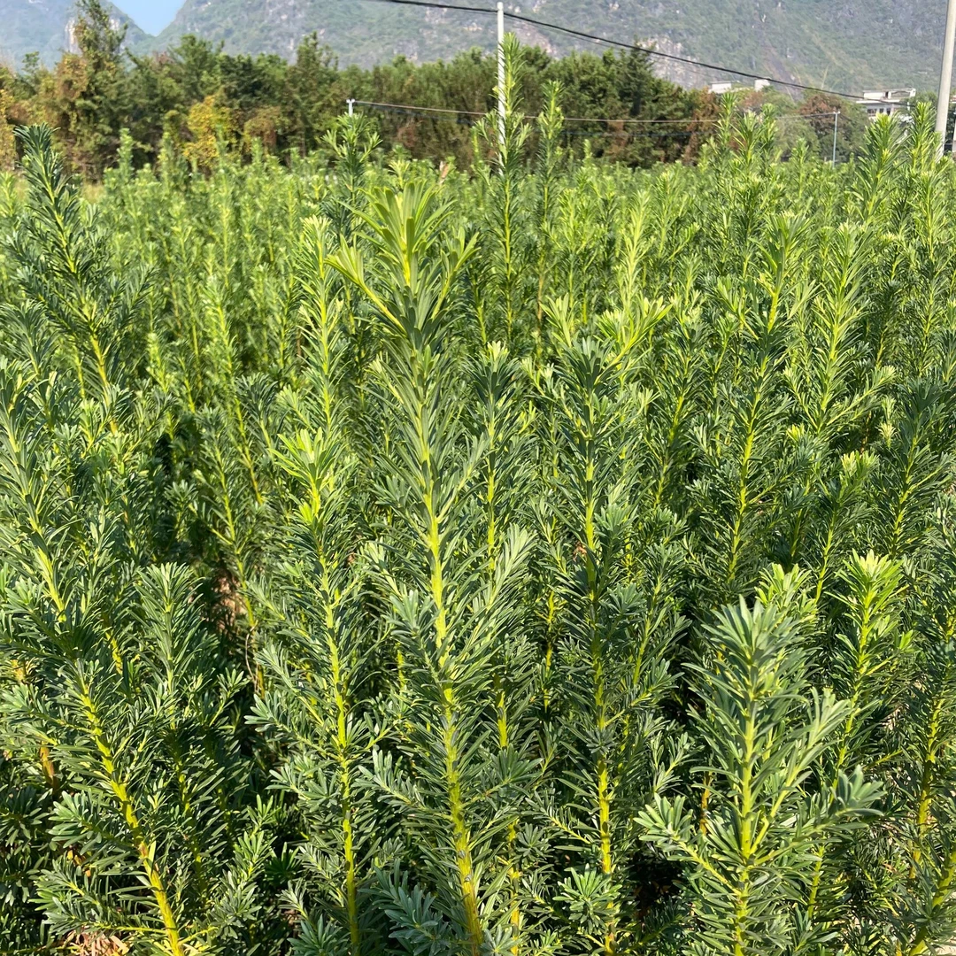 雀舌罗汉松苗菊花心头 小米叶罗汉松【米罗】