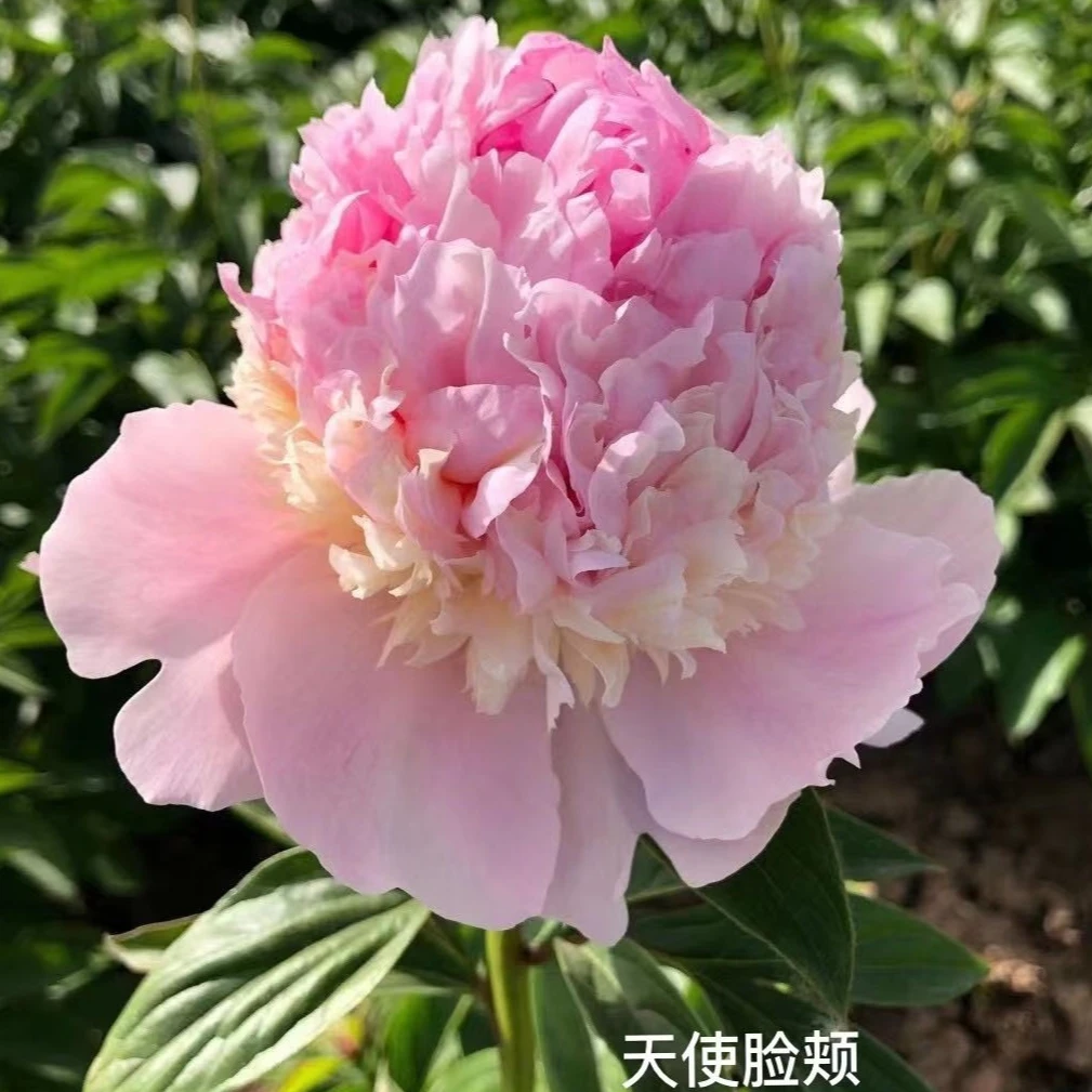 【天使脸颊】菏泽正宗观赏芍药花苗裸根