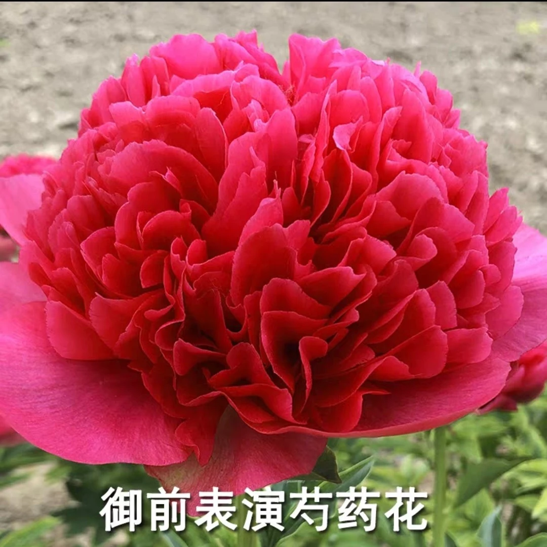 御前表演菏泽正宗观赏芍药花苗带根多年生重瓣大花盆栽芍药