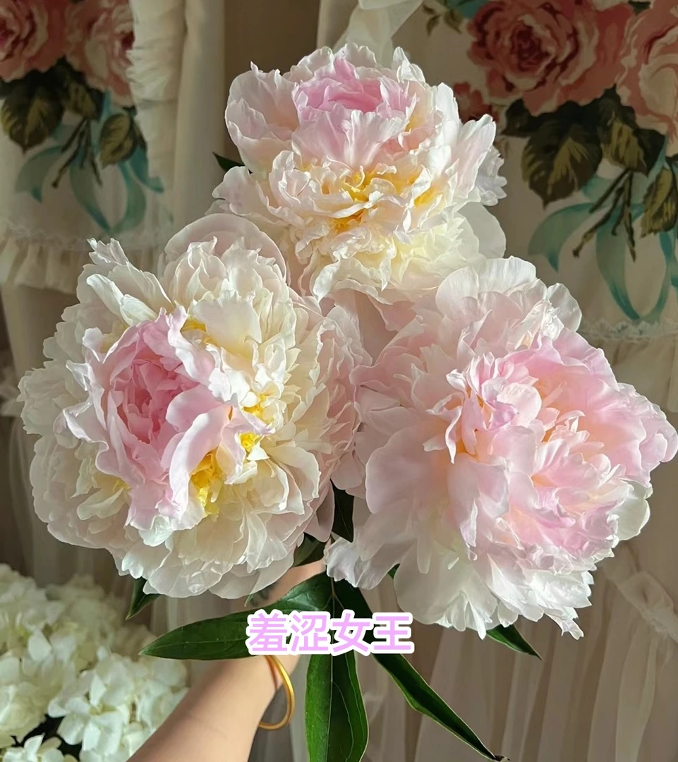 【羞涩女王】菏泽正宗观赏芍药花苗带根多年生重瓣大花盆栽芍药