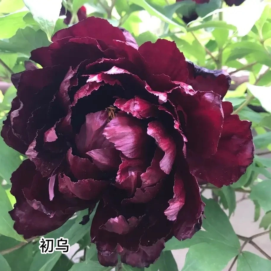 [初乌]菏泽牡丹花苗大苗花卉易活好养盆栽庭院牡丹花树苗