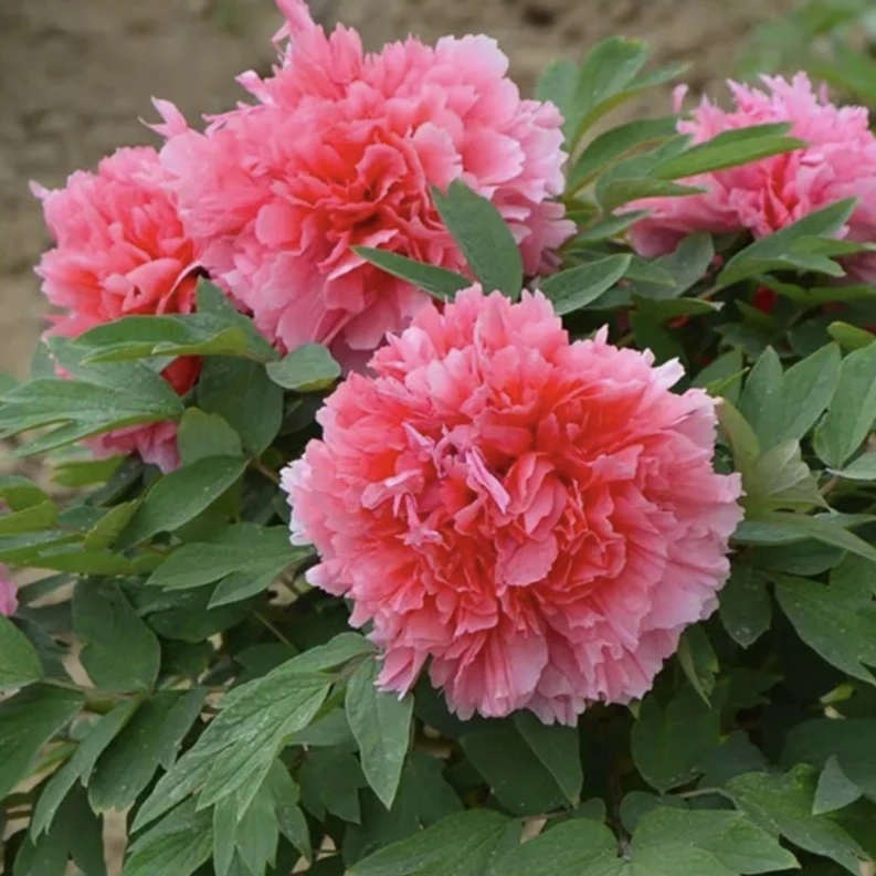 一物一拍牡丹花苗（大苗），直播间选苗