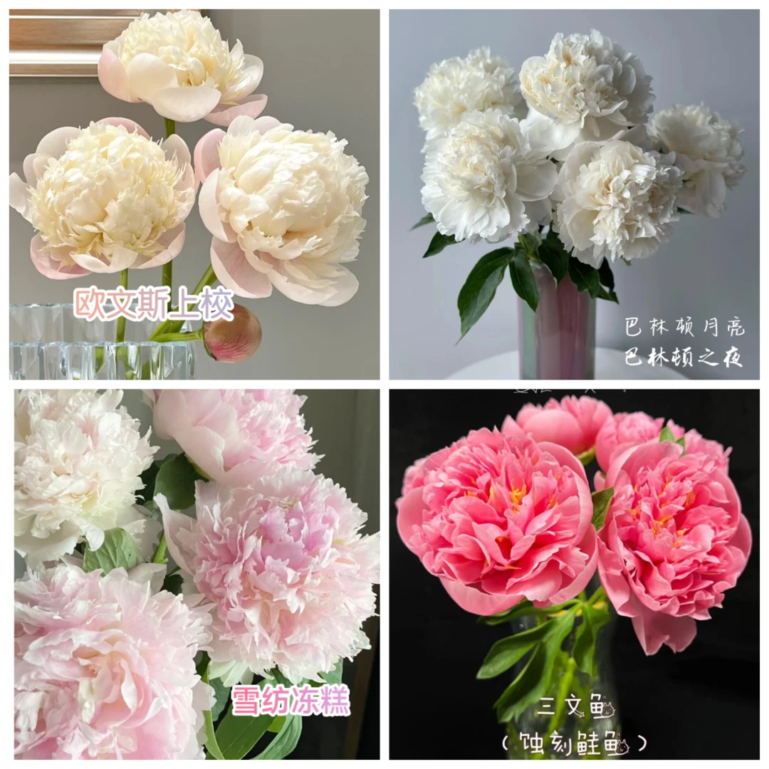 [一物一拍]菏泽正宗观赏芍药花苗带根多年生重瓣大花盆栽芍药花