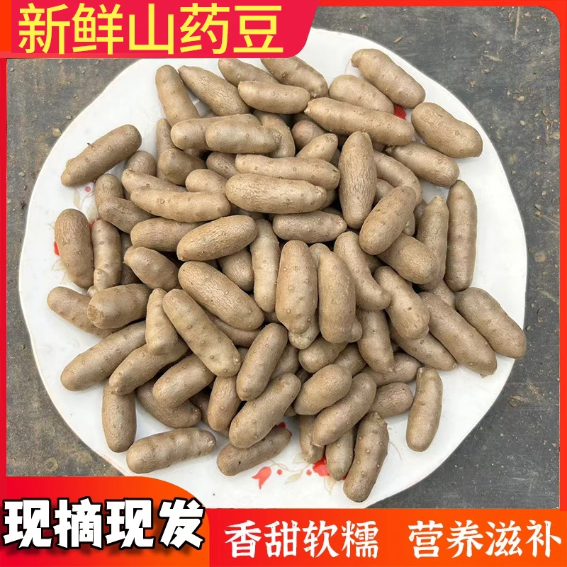 新鲜铁棍山药豆糖葫芦专用软糯好吃营养种植产地健康搭配五斤装