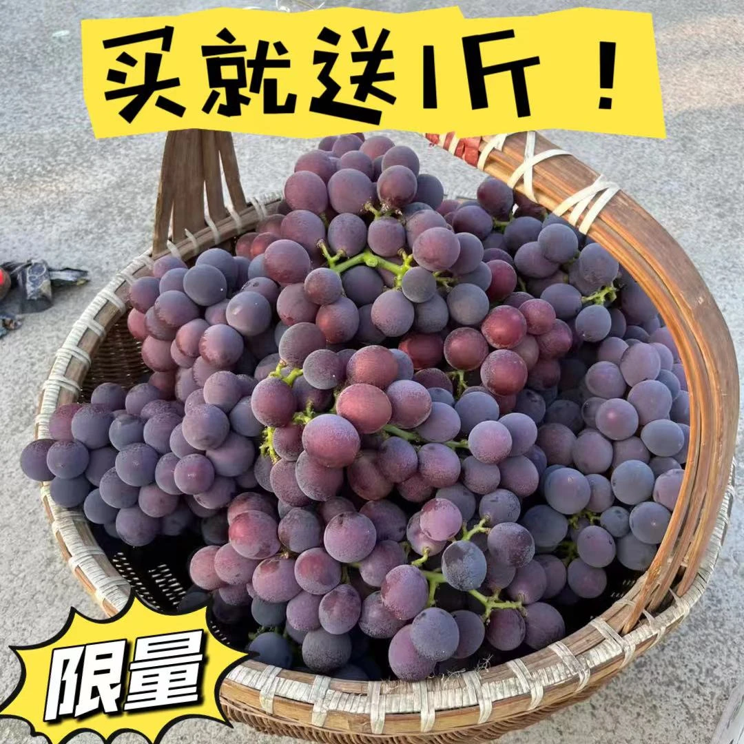 10斤正宗浦江巨峰葡萄新鲜果园现摘孕妇冷链送礼顺丰包邮坏果包赔