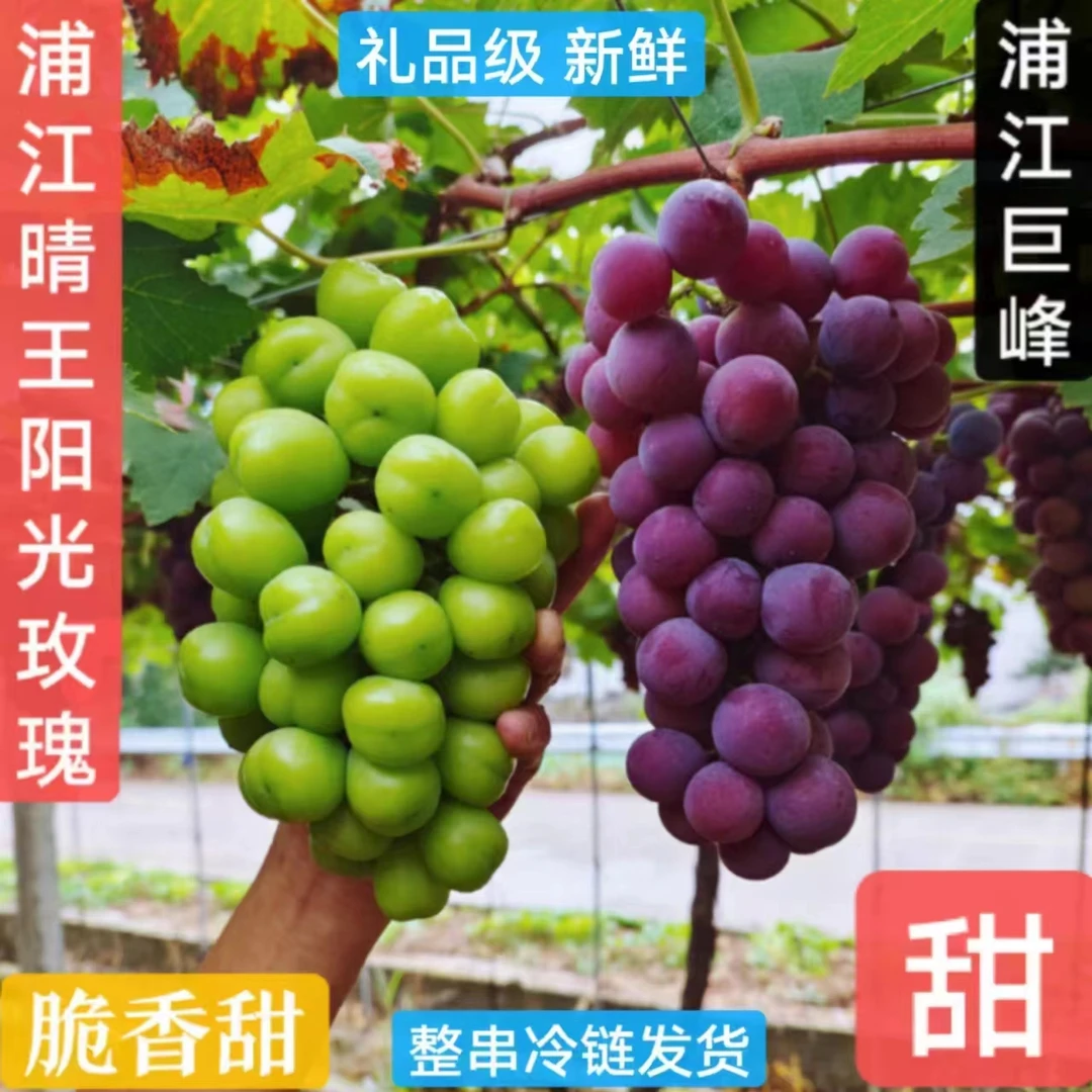 正宗浦江巨峰葡萄新鲜阳光玫瑰晴王孕妇水果夏季整箱现摘现发