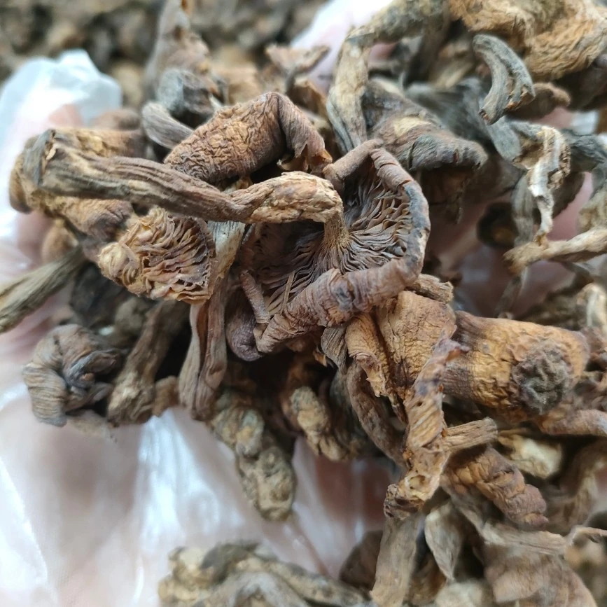 东北大兴安岭特产野生榛蘑干蘑菇松蘑500克包邮干货香菇菌菇