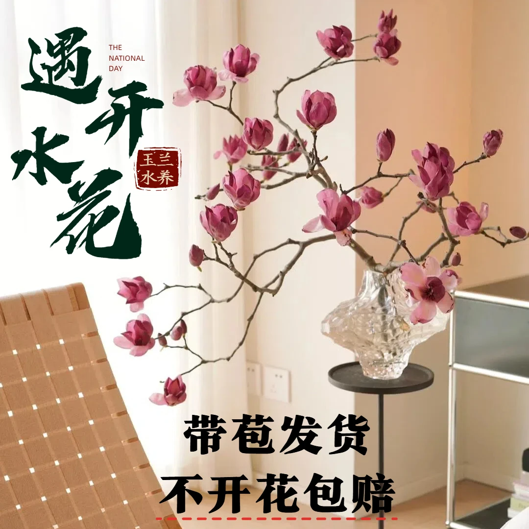 【新中式】水培植物白紫玉兰鲜切花干枝带花苞室内好养绿植盆栽花卉