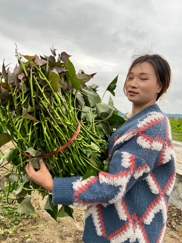 红薯藤 蔬菜四川南充 香甜软糯 仅食用