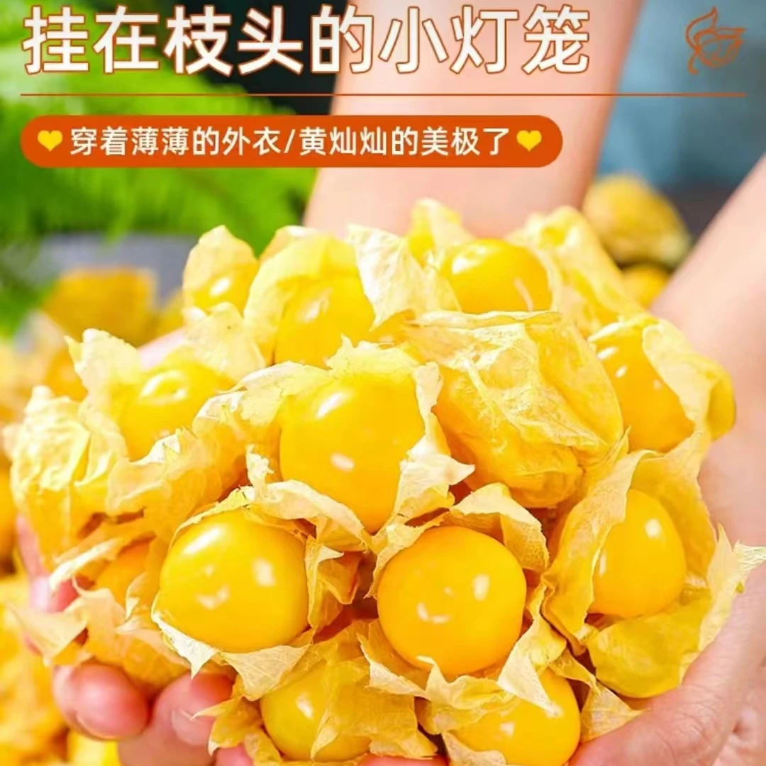 【达人专属】顺丰包邮东北特产姑娘果新鲜采摘香甜鲜甜多汁 中果