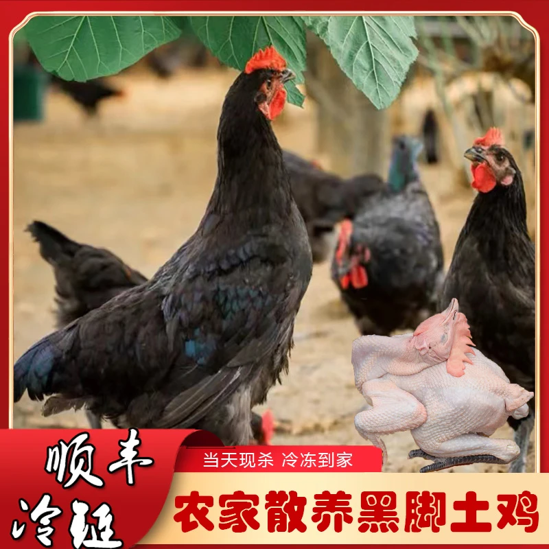 【拍1发3】到手3只正宗农村生态散养黑脚土鸡 现杀 顺丰冷链包邮