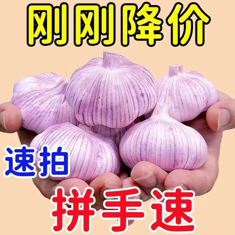 金乡大蒜新鲜干大蒜头2025当季蔬菜批发紫皮特大鲜嫩种植产品干蒜
