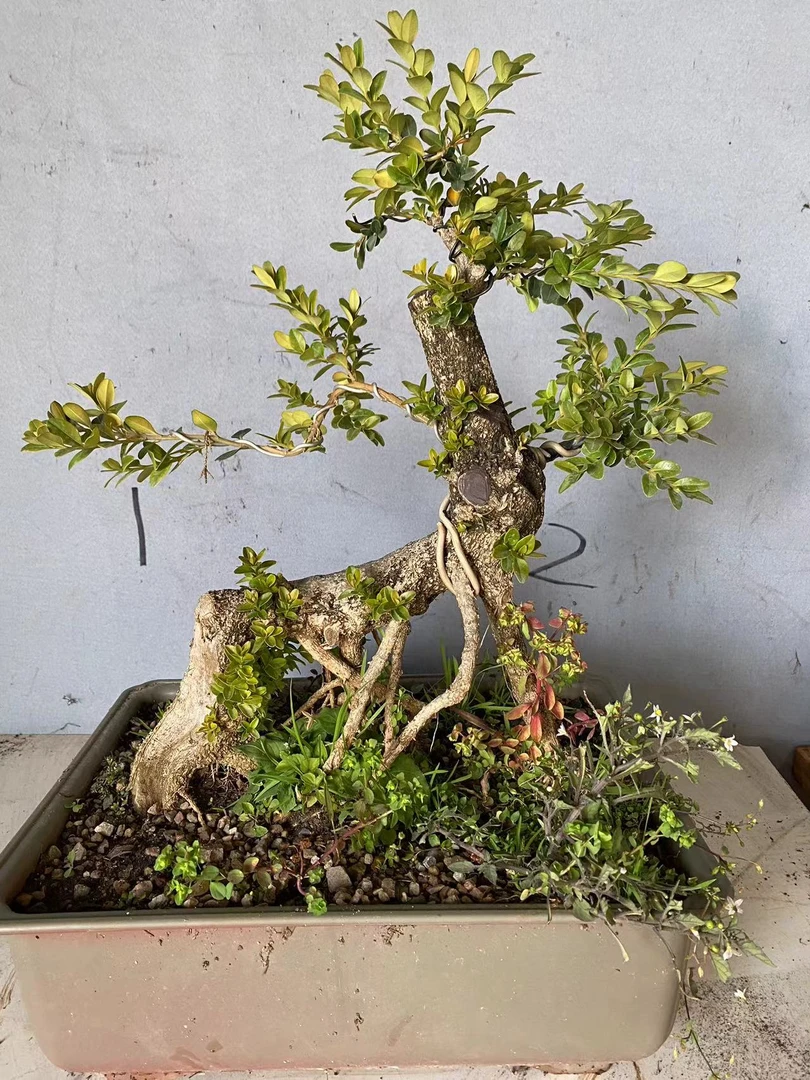 云南小叶瓜子黄杨