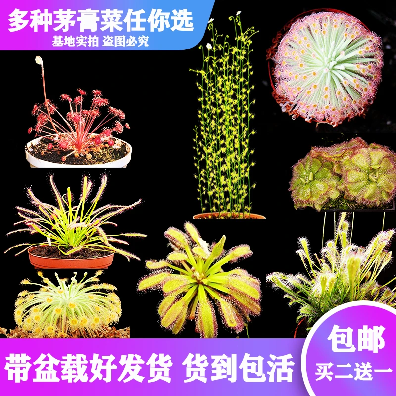 基地直销【多种茅膏菜】食虫植物猪笼草捕蝇草驱蚊草多肉绿植盆栽
