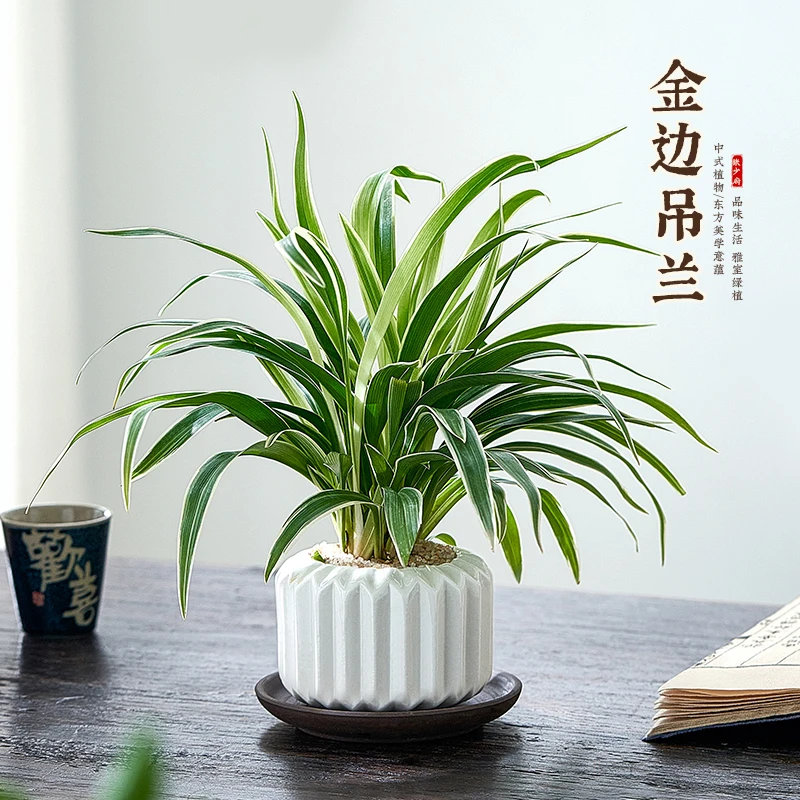 金边吊兰盆栽植物室内懒人花好养办公室桌面绿植净化空气吸除甲醛