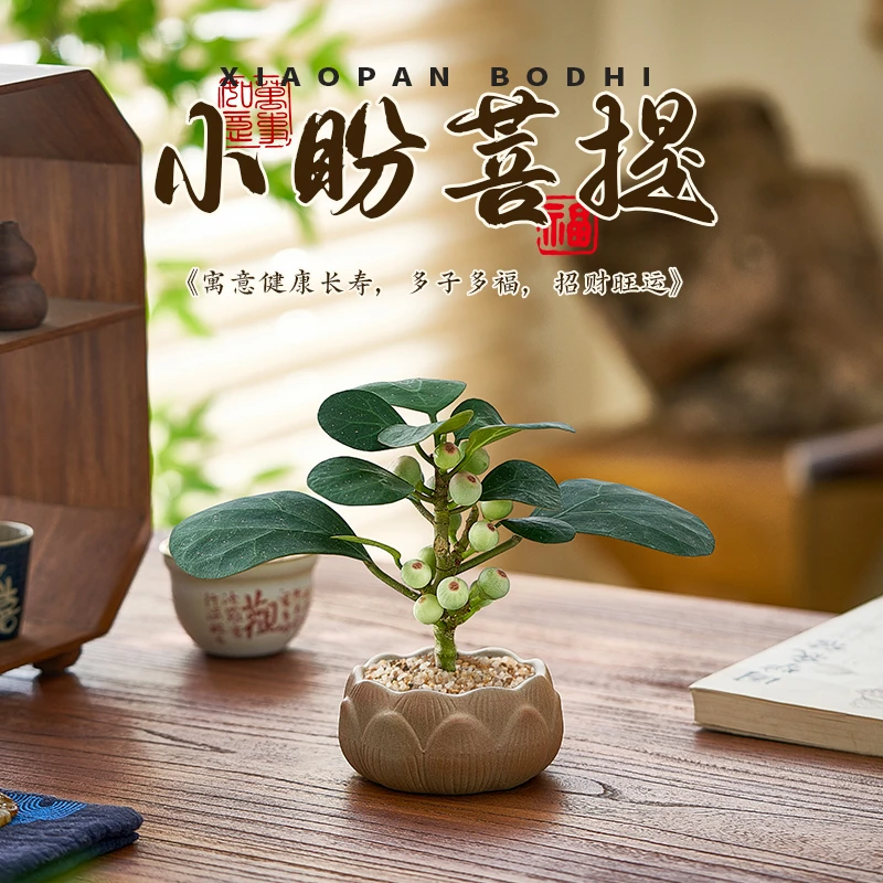 菩提树盆栽小盼菩提盆景带果新中式禅意植物摆件室内好养桌面绿植
