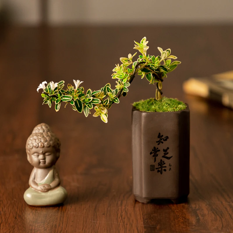 六月雪盆景老桩室内绿植花卉客厅办公室桌面禅意摆件植物好养盆栽