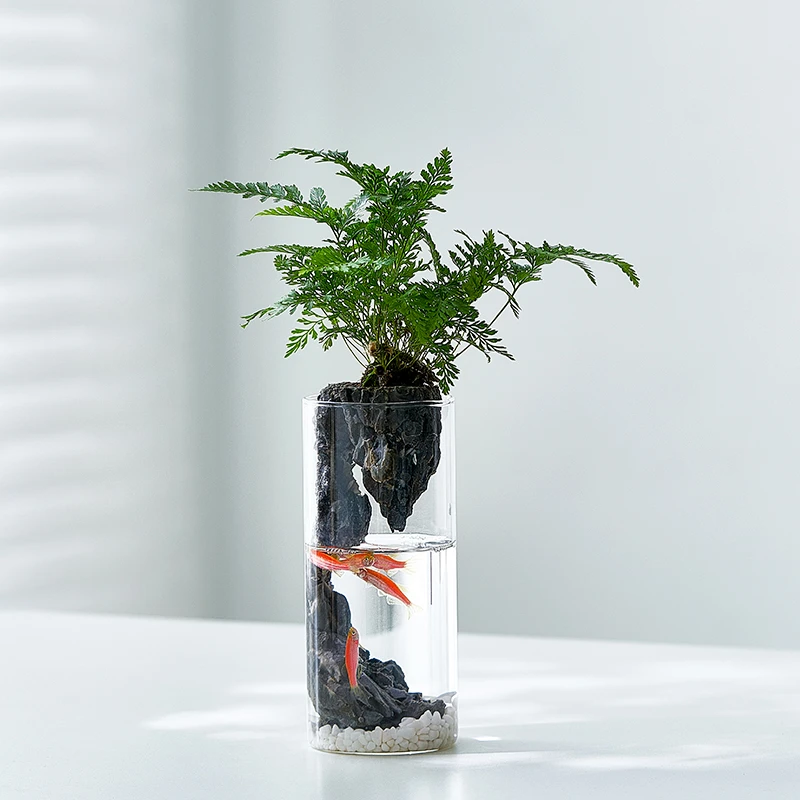 罗汉松小盆栽水培植物室内办公桌面绿植微景观摆件创意礼物小绿植