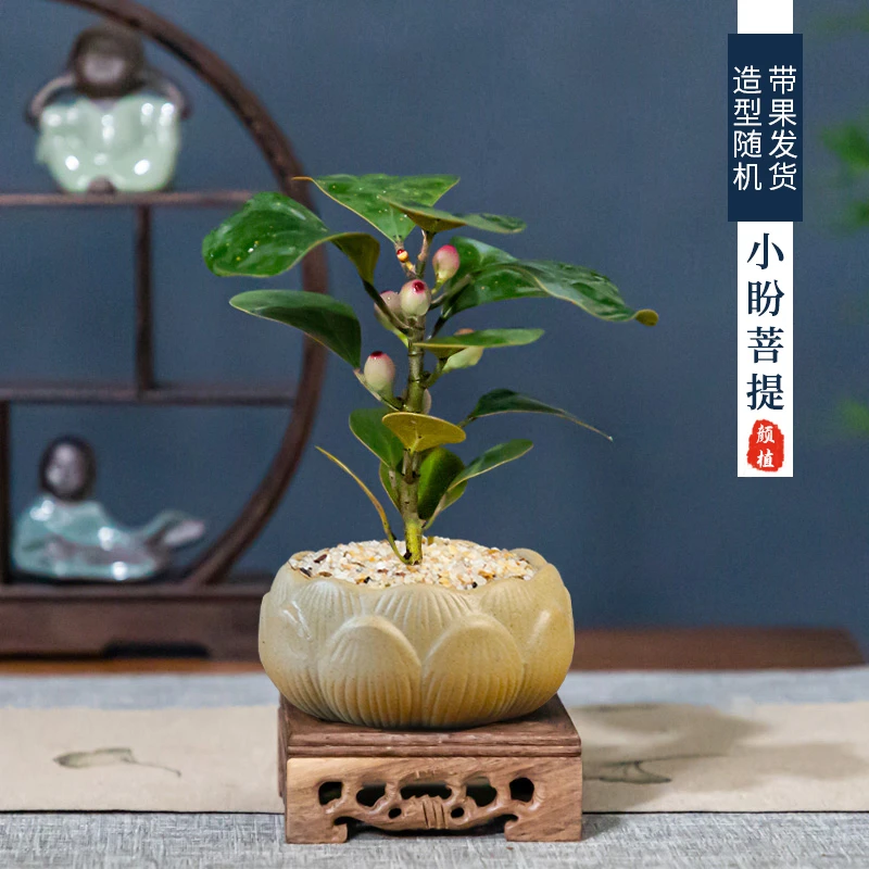 禅意小盼菩提盆栽植物室内花四季客厅观叶办公室绿植好养活盆景树