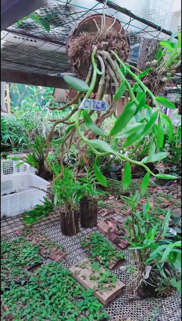 【闪购商品】附生植物微景观精品一物一拍
