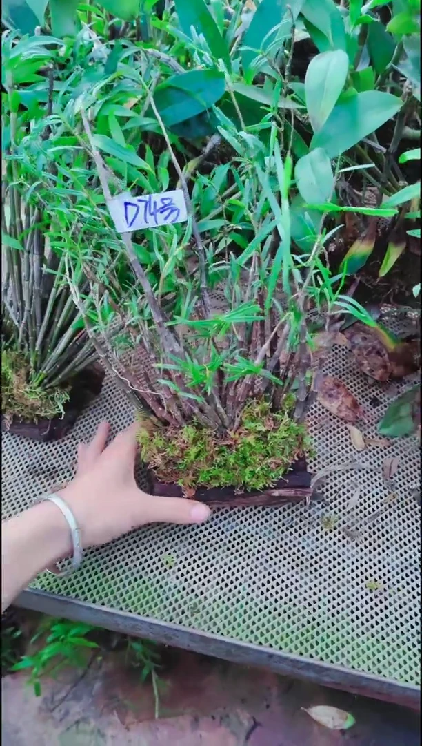 【闪购商品】附生植物微景观精品一物一拍