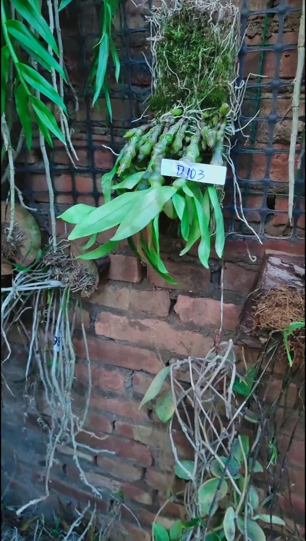 【闪购商品】附生植物微景观精品一物一拍