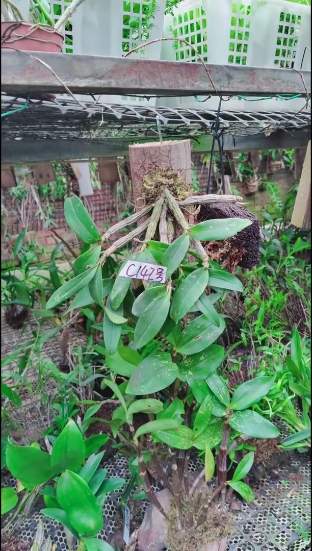 【闪购商品】附生植物微景观精品一物一拍