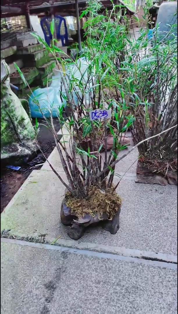 【闪购商品】附生植物微景观精品一物一拍