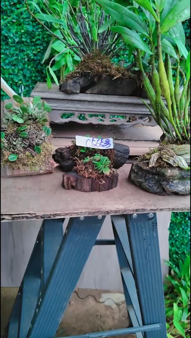 【闪购商品】附生植物微景观精品一物一拍