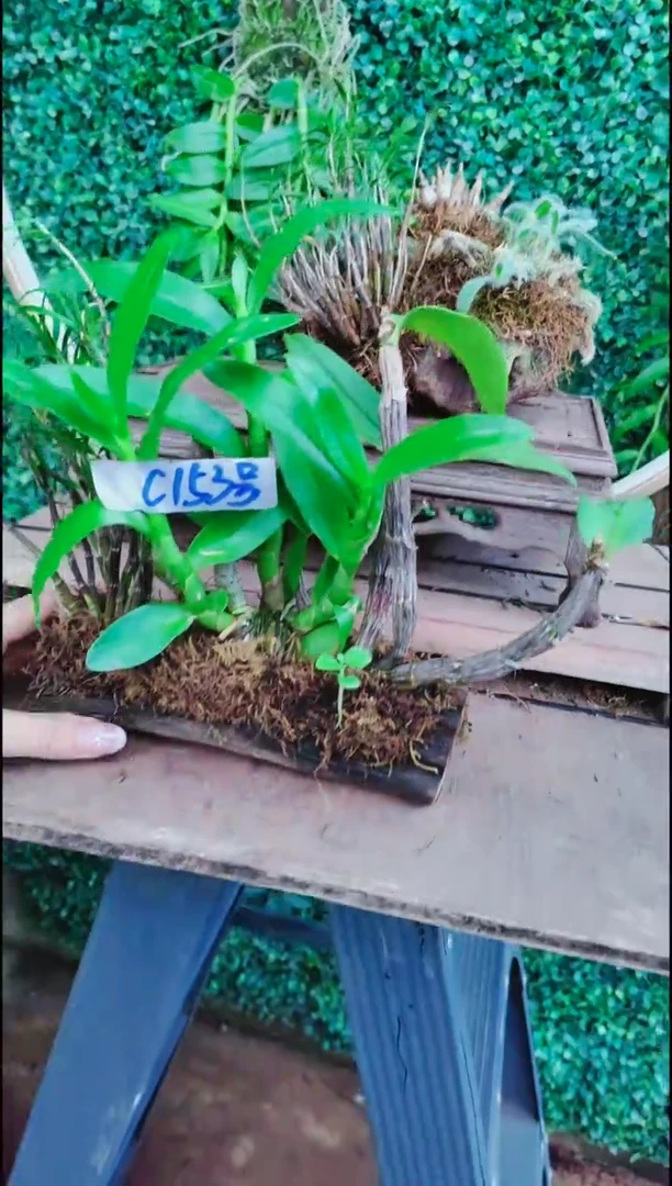 【闪购商品】附生植物微景观精品一物一拍
