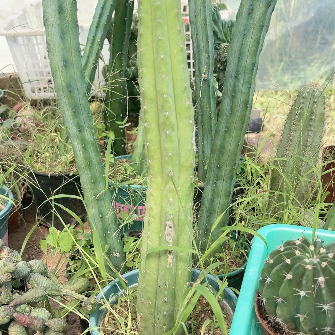 多纹柱仙人柱高度30