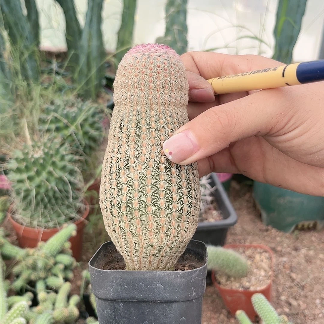 馨*实生红太阳高度12公分