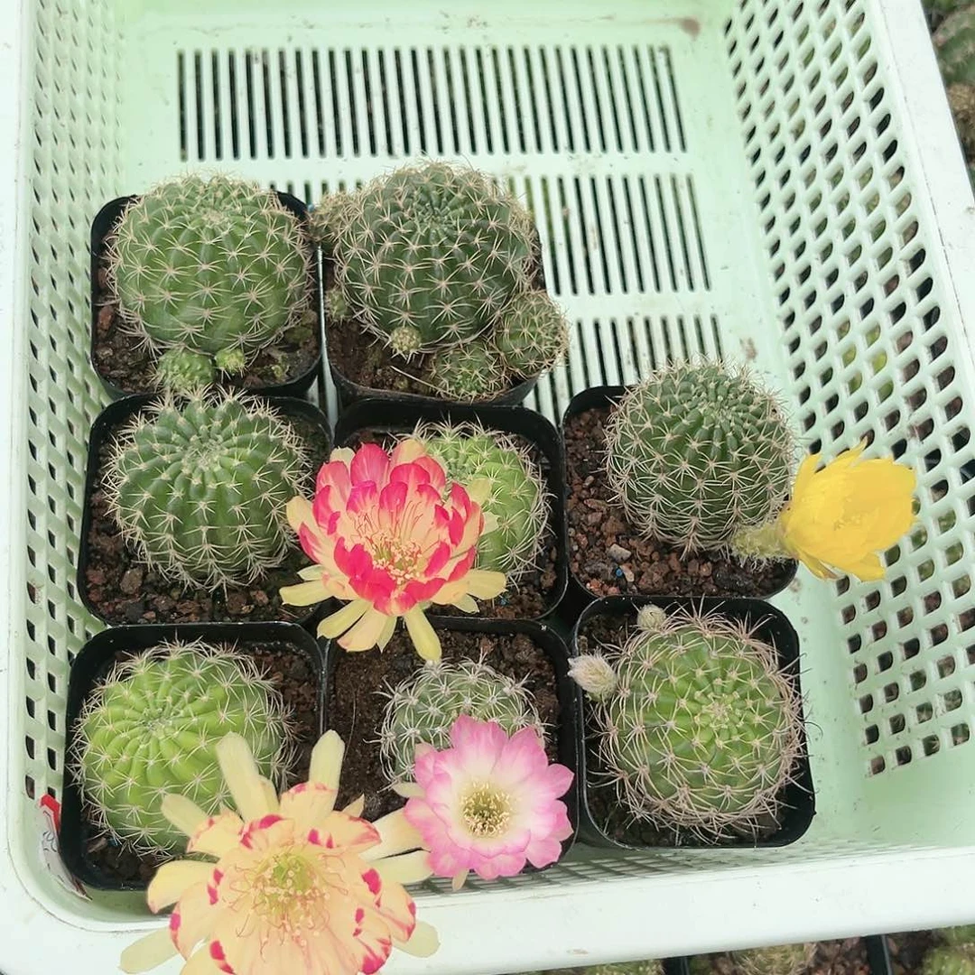 8颗丽花3公分冠幅4个花色4个随机发