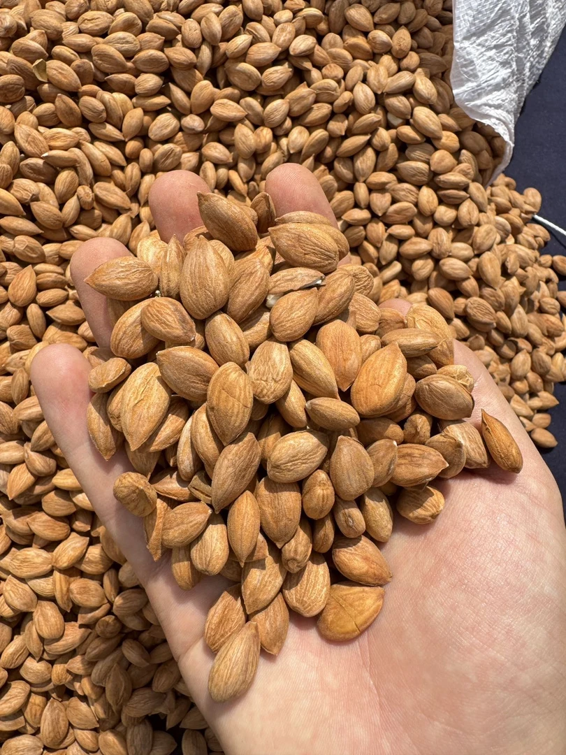 新疆原生态生杏仁 Tabi Uruk Megizi