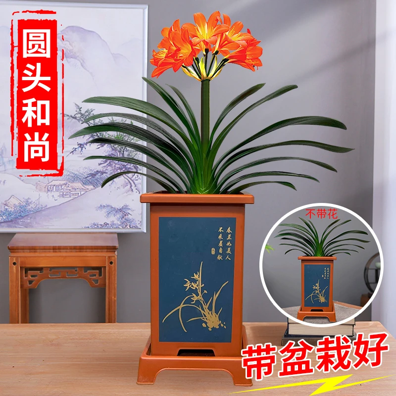 【圆头和尚 10-12叶君子兰 带盆种好】圆叶短叶 精品兰花盆栽花卉