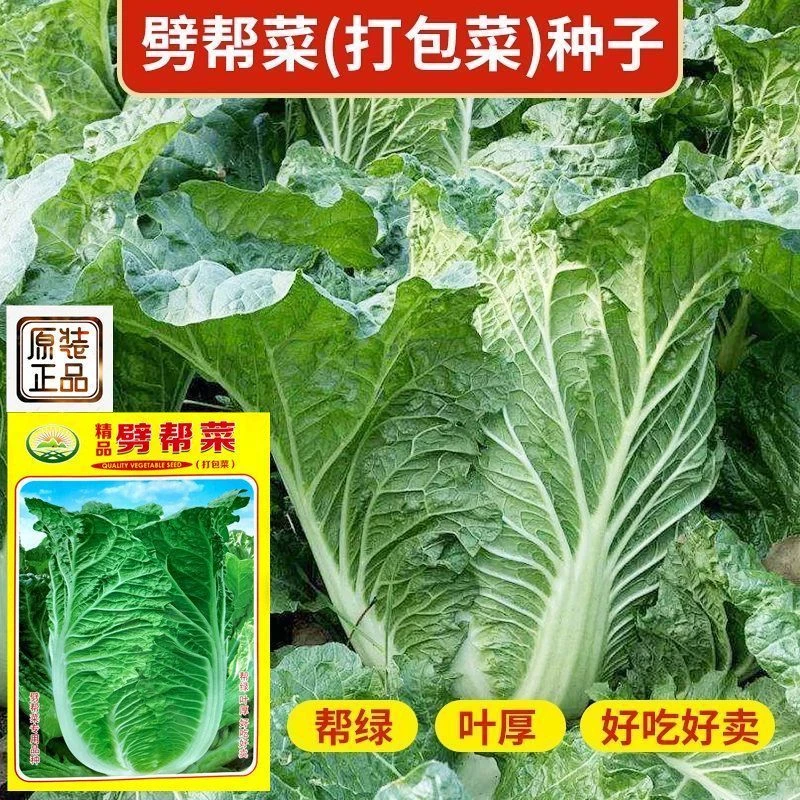 劈帮白菜种子打包菜种子东北饭包白菜种籽大叶白菜四季播蔬菜种子