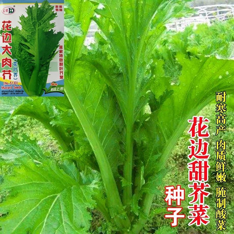 本地三月大菜种子高产花叶花边芥菜种籽四季耐寒易种农家蔬菜种孑