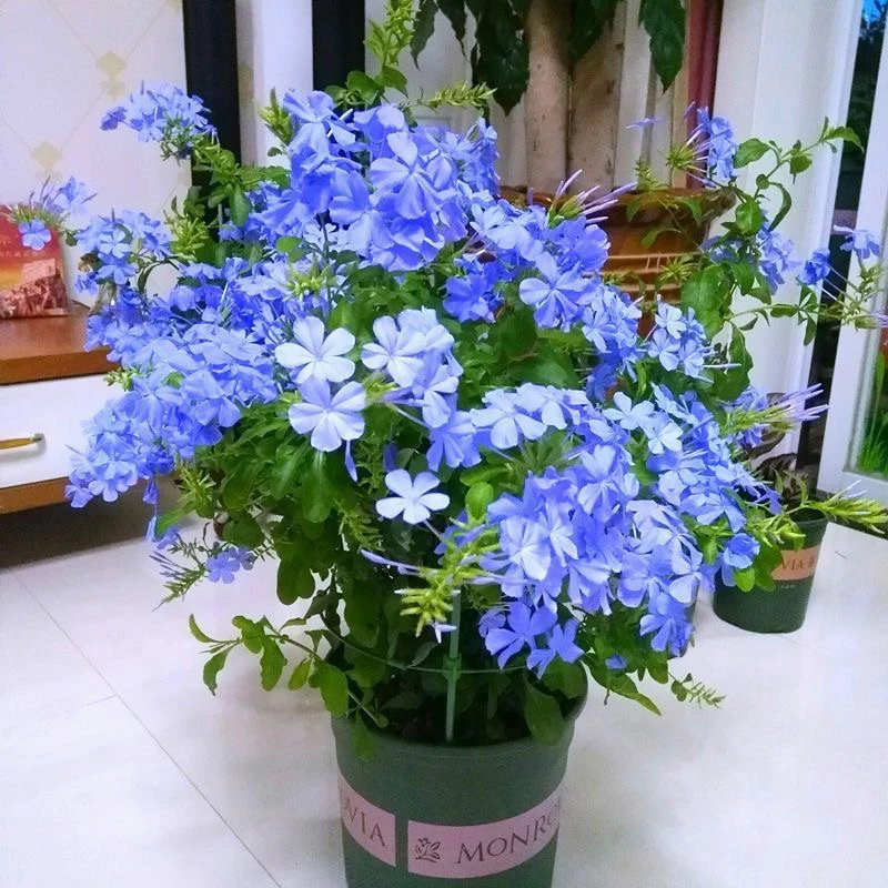 蓝雪花盆栽大苗阳台耐热爬藤四季开花雪蓝花棒棒糖蓝色花花苞植物