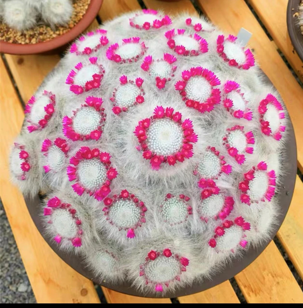 精品仙人球一物一拍盆栽办公室内花卉好养桌面小绿植