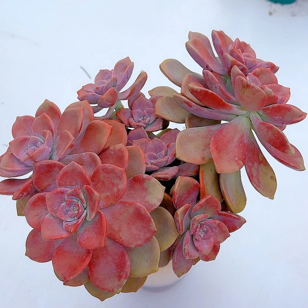【美好多肉 胭脂血斑紫乐  多肉植物】 新手好养  脱土发